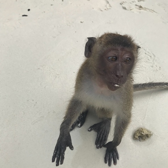 Meet your Posher, Dekkers - Picture 1 of 1